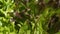 Washing lettuce. Splashes of water fall on the juicy green leaves of lettuce