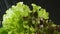 Washing lettuce. Splashes of water fall on the juicy green leaves of lettuce