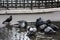 Washing Pigeons in Paris