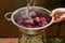 Washing plums in the colander