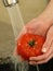 Washing tomato