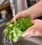 Washing vegetables cilantro or coriander herb before cooking