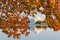 Washington DC, Jefferson Memorial in Autumn