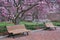 Washington DC Park Benches Magnolia Trees