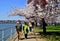 Washington, DC: People and Tidal Basin Cherry Trees