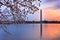 Washington DC Spring Landscape Tidal Basin