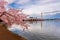 Washington DC, USA at the Tidal Basin with Washington Monument During Spring