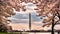 Washington DC, USA at the tidal basin with Washington Monument in spring season