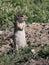 Washington Ground Squirrel - Urocitellus washingtoni