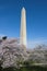 Washington Monument with Cherry Blossom Trees