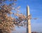 Washington Monument with cherry blossoms in the spring, Washington D.C.