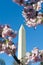 Washington Monument Japanese Cherry Blossoms USA