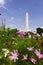 Washington Monument with Pink Flowers in Washinton DC, USA