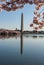 Washington Monument reflected in the Tidal Basin framed by cherry blossoms
