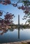 Washington Monument reflected in the Tidal Basin framed by cherry blossoms