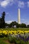 Washington Monument with Yellow Flowers in Washinton DC, USA