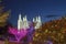 Washington Mormon Temple with Christmas lights