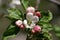 Washington State Apple Blossoms