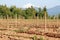 Washington State Berry Acreage