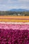 Washington State, Skagit Valley Mulitcolor tulips