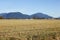 Washington Winter Grassland