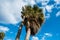 Washingtonia, Californian Palm