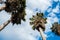 Washingtonia, Californian Palm