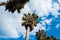Washingtonia, Californian Palm