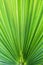 Washingtonia filifera Desert Fan Palm American Cotton Palm Arizona Fan Palm Stripped tropical pointy leaves Ribbed leaf Washington