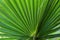 Washingtonia filifera Desert Fan Palm American Cotton Palm Arizona Fan Palm Stripped tropical pointy leaves Ribbed leaf Washington