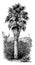 Washingtonia, Filifera, desert, fan, palm, family, Arecaceae, trunk, waxy, leaves vintage illustration