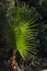 Washingtonia filifera palm tree