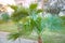 Washingtonia filifera palm tree growing outdoors