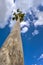 Washingtonia high Palm tree under blue sky