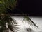 Washingtonia palm branches on an empty night beach
