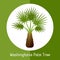 Washingtonia palm tree. Illustration of exotic tropical plant