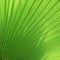 Washingtonia palm tree leaf background. Green tropical background from exotic palm leaf for design template of banner or