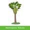 Washingtonia Robusta cartoon tree