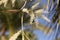 Washingtonia robusta, the Mexican fan palm.