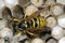 Wasp 2 (vespula)