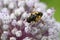 Wasp on Allium flower in the garden in Spring