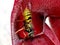 A wasp attracted by sarracenia - carnivorous plant