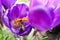 Wasp on beautiful purple crocus flowers in garden, closeup