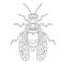 Wasp bee outline realistic. Vector graphic illustration. Summer vector illustration. Coloring book. Hand realistic drawing.
