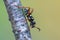 Wasp beetle - Clytus arietis