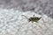 Wasp beetle stands atop white patch of carpet. Close up shows face