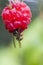 Wasp on berry. Bee eating raspberries. Juicy berry.