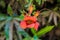 wasp in a bignonia grandiflora flower