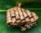 Wasp black building nest on a leaf, macro photography of nature