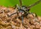 Wasp black building nest on a leaf, macro photography of nature